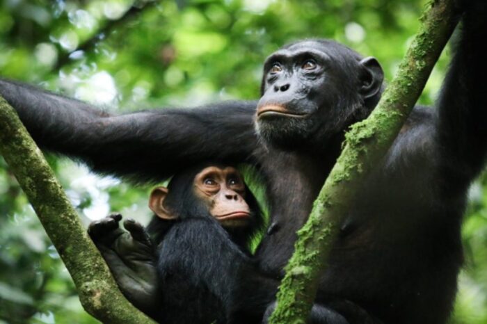 Chimpanzee Tracking Kibaale Forest
