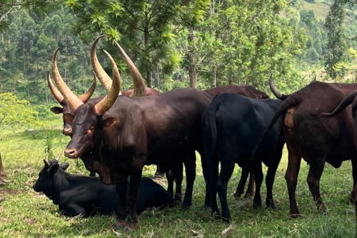 Cows