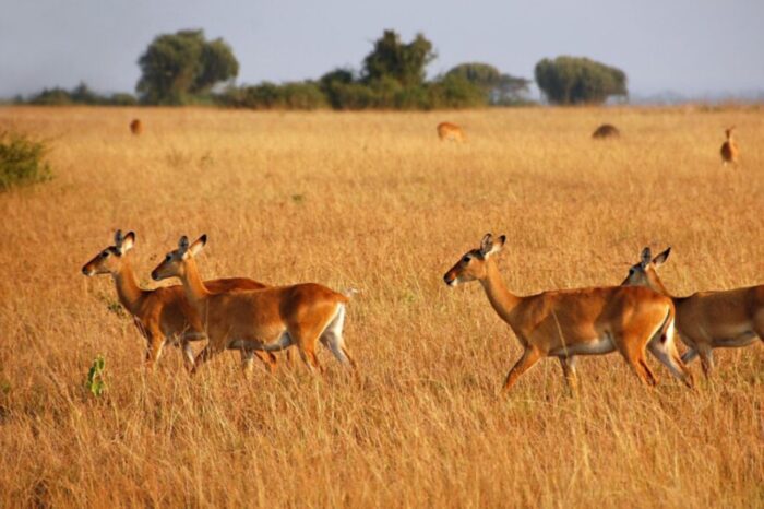 Game Drive at Queen Elizabeth National Park