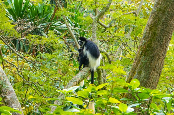 Monkey & Bird watching at Top of the world