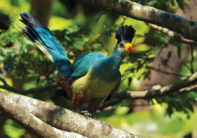 Top-10-Ugandan-Birds-640x450