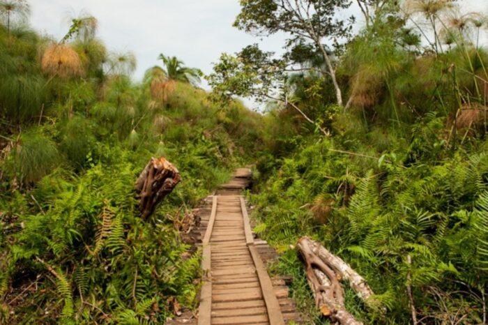 Bigodi-Wetland-Sanctuary-2