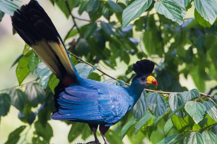 birdwatching-destinations-Uganda-1200x628-cropped
