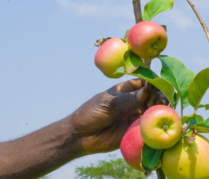 DSC02568_Apples